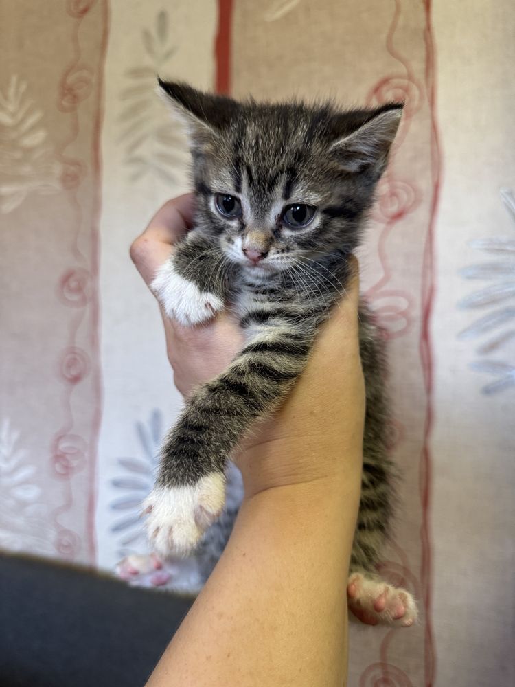 Отдам котят в добрые руки