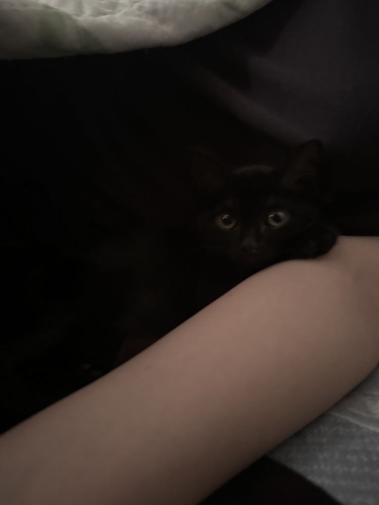 Котенок ищет дом СРОЧНО!!!