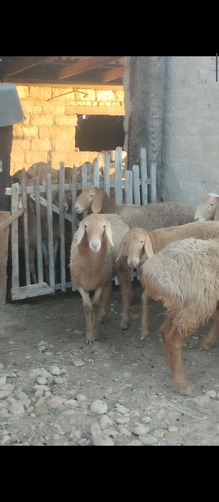 Арашан ургашы токтылар сатылады