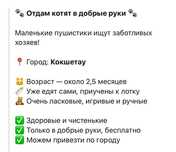 Отдам котят в добрые руки
