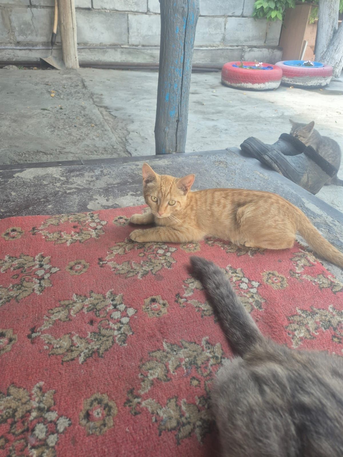 Отдам котят в добрые руки