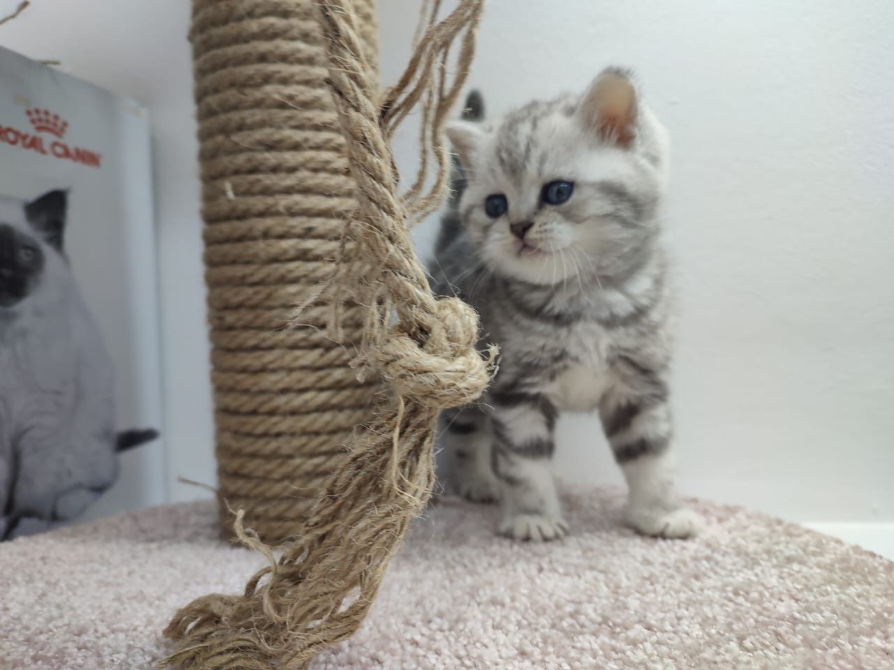 Шотландские прямоухие котята