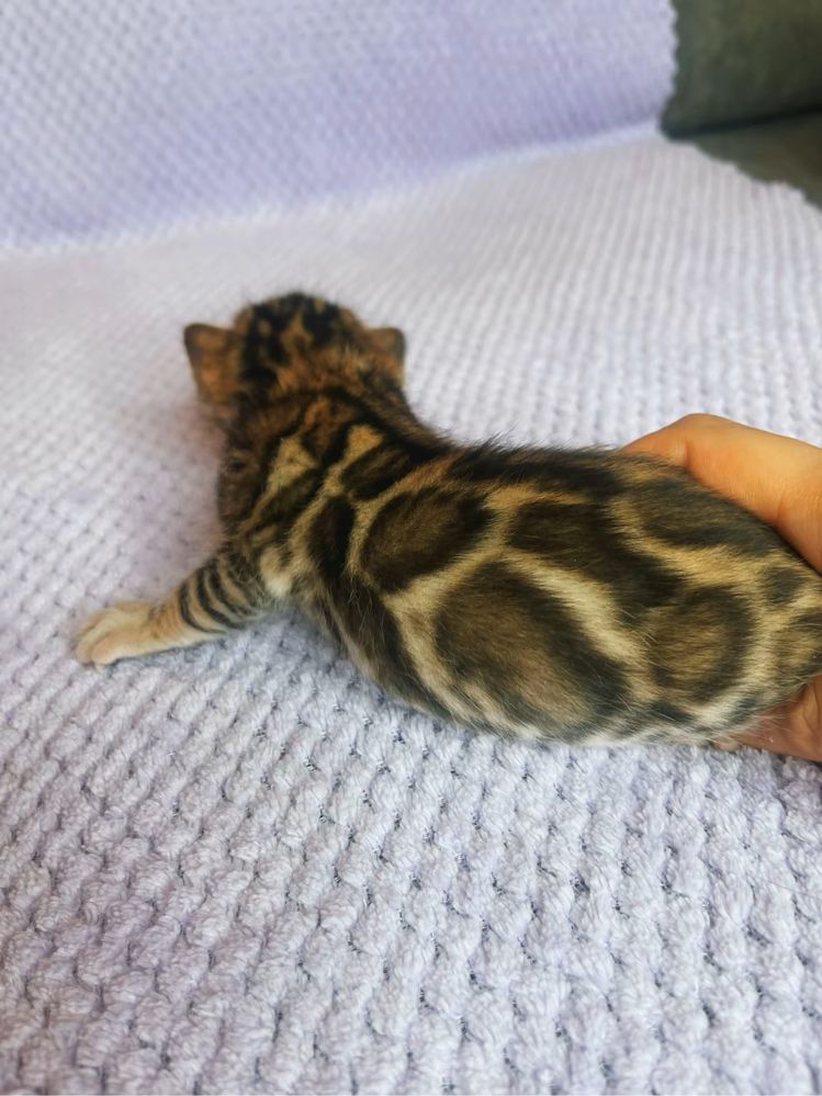 Котенок бенгал девочка