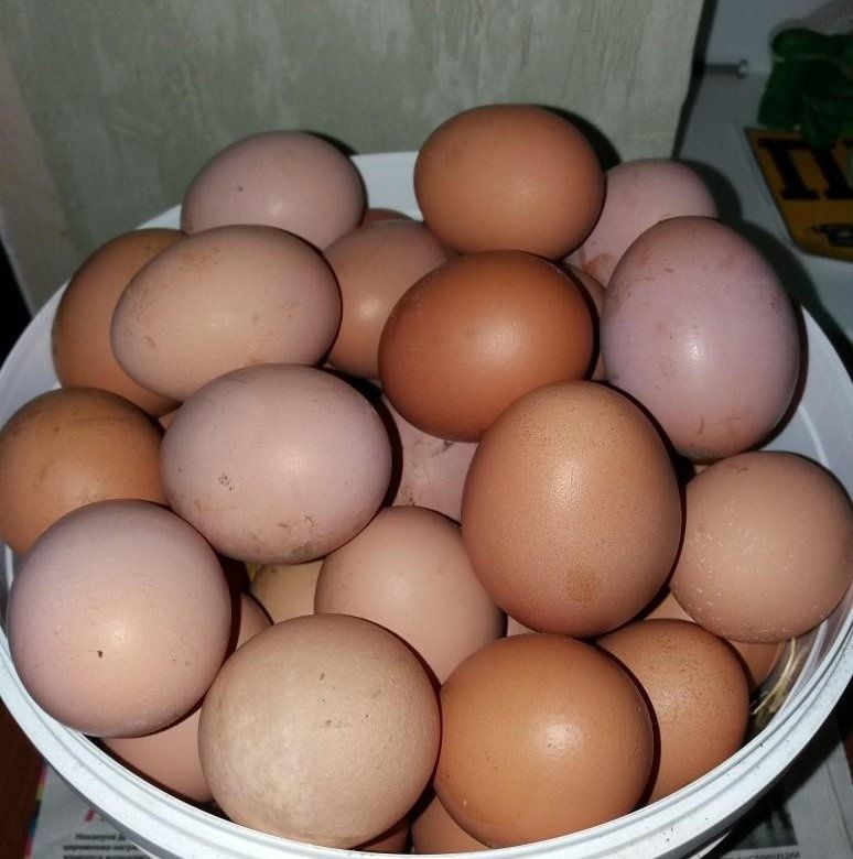 Яйца домашние свежие