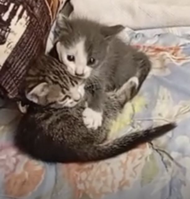 Отдам котят в добрые руки
