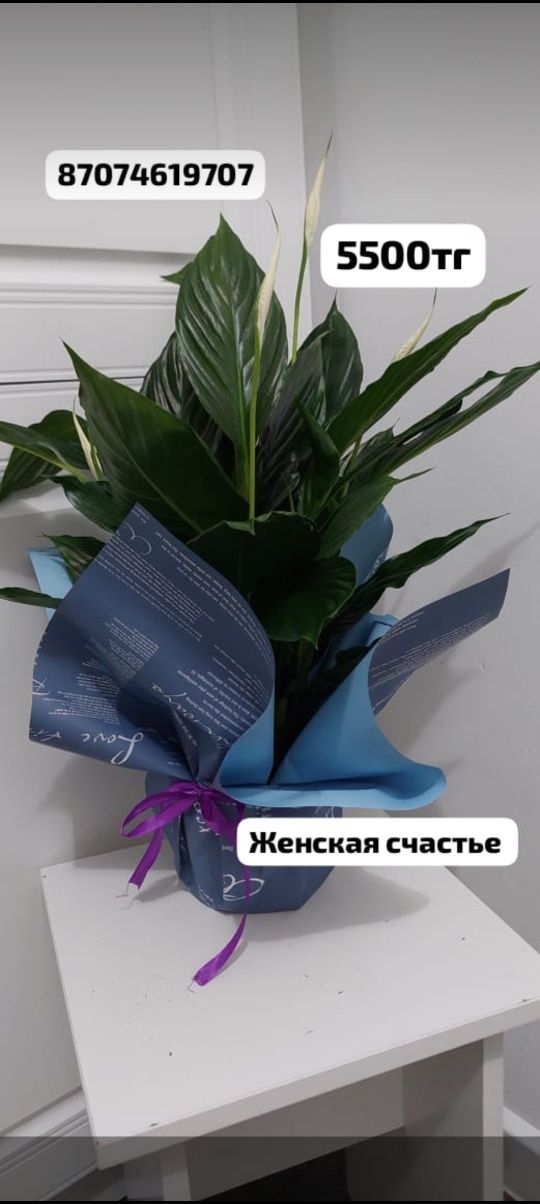 Комнатные растения. Цветы. Бенжамин