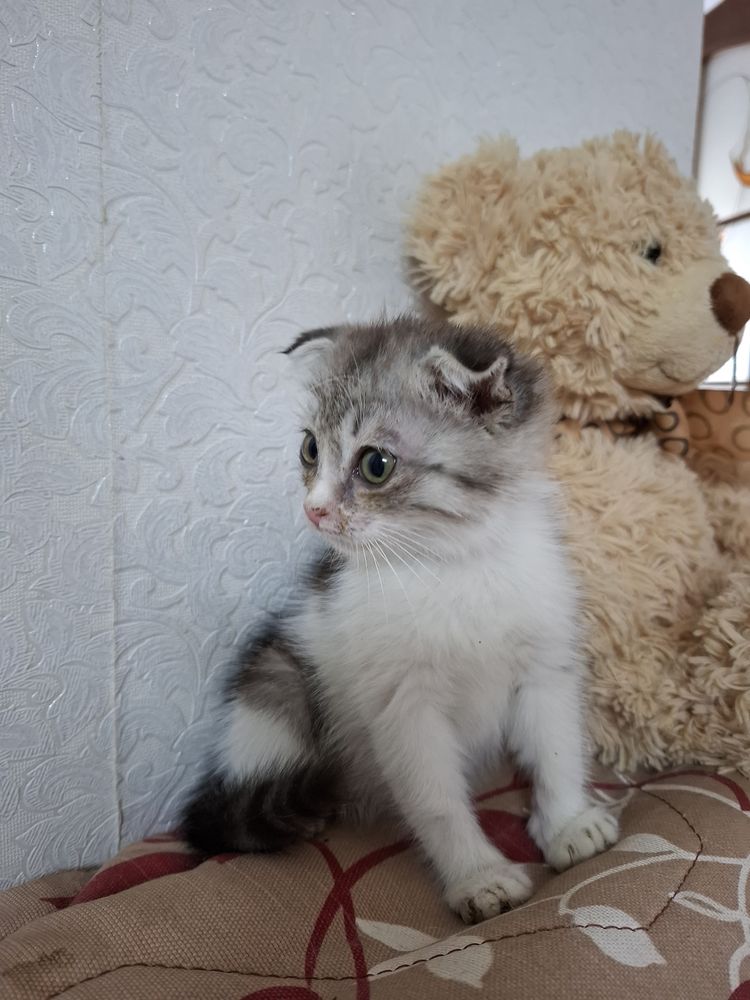 Котенок в добрые руки