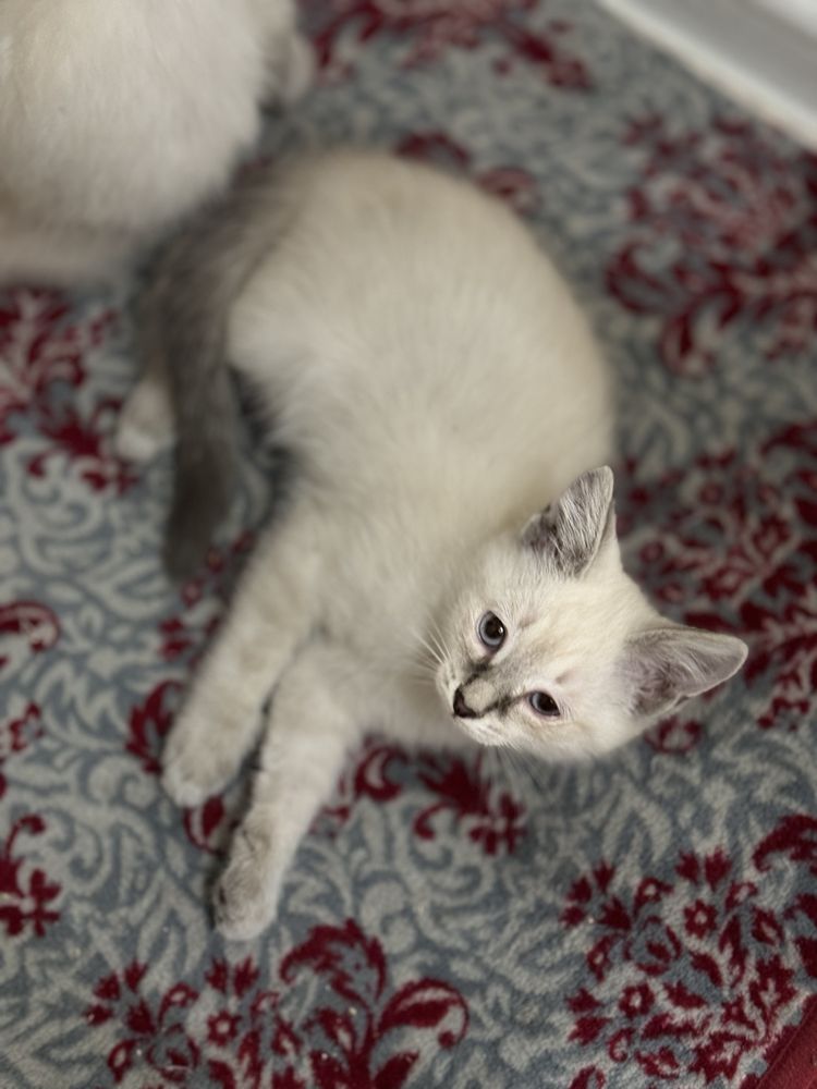Отдам котят в добрые руки