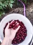 Продам вишню смелую