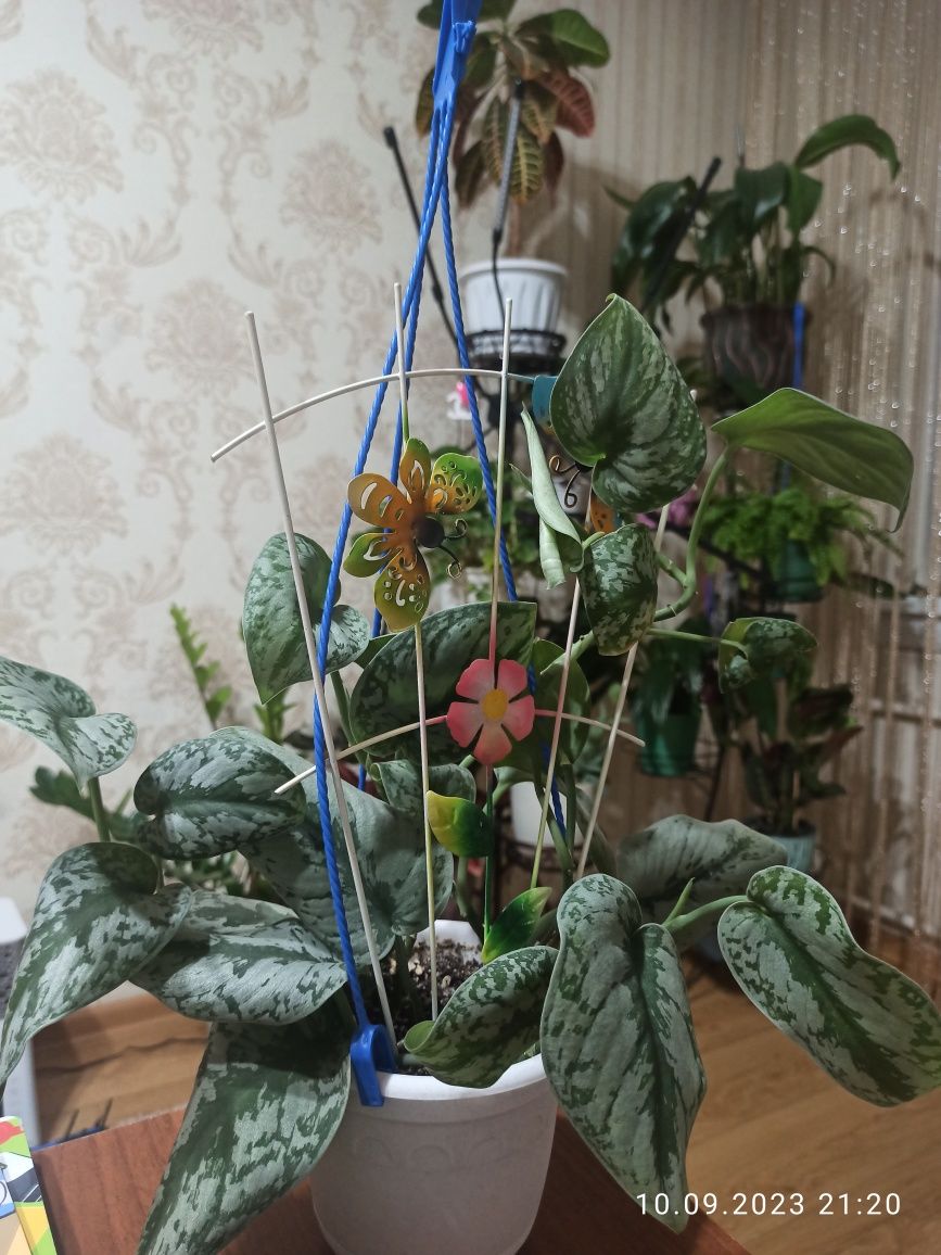Продам  хойю, жасмин комнатный, фикус, сциндапсус треби