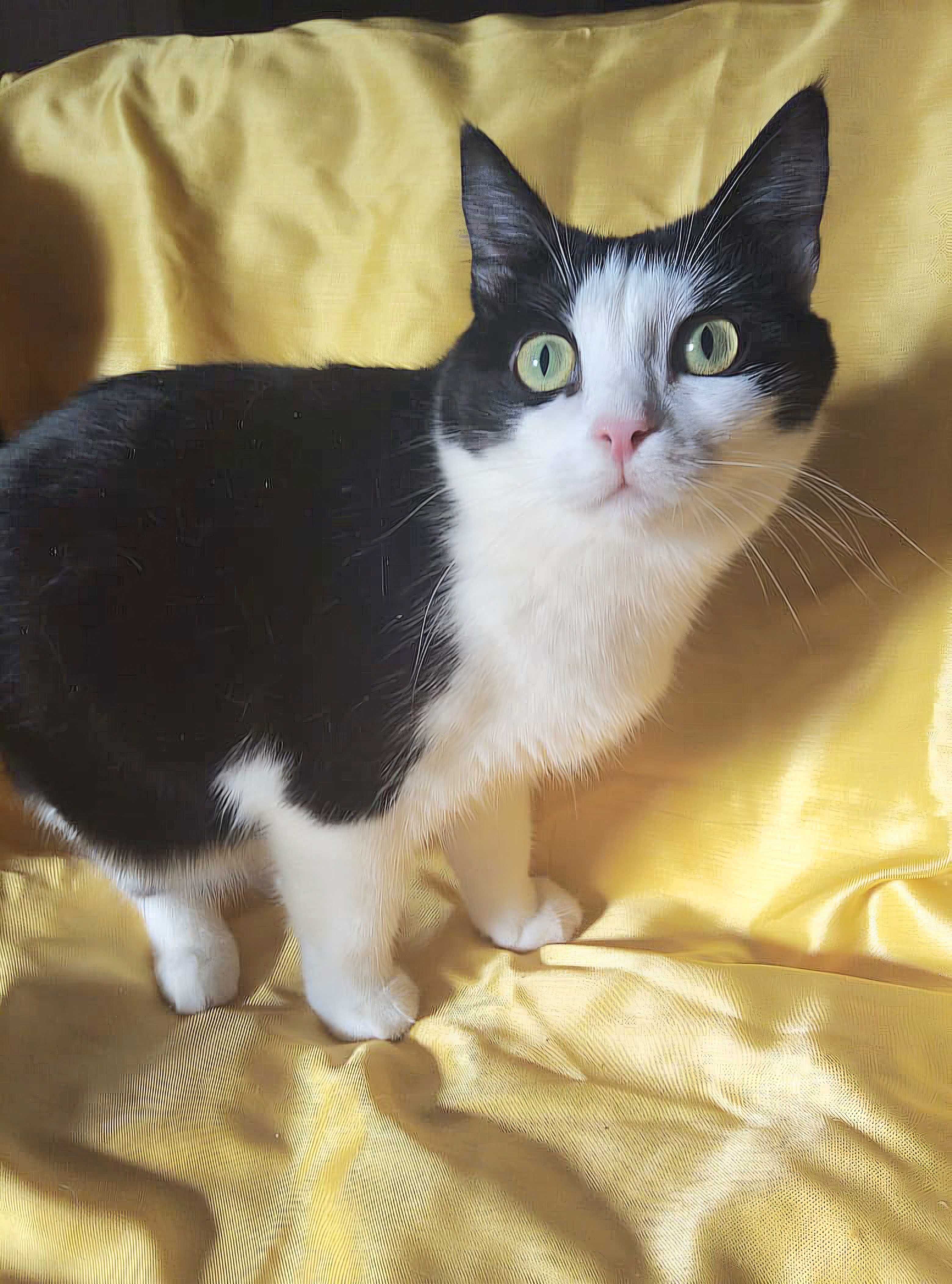 Очень срочно коты и кошки ищут дом!