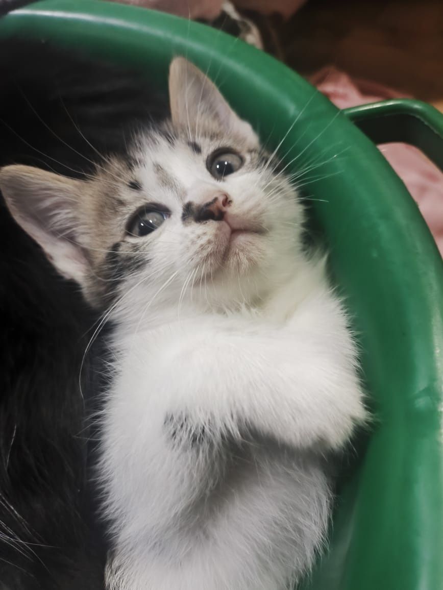 Котята бесплатно
