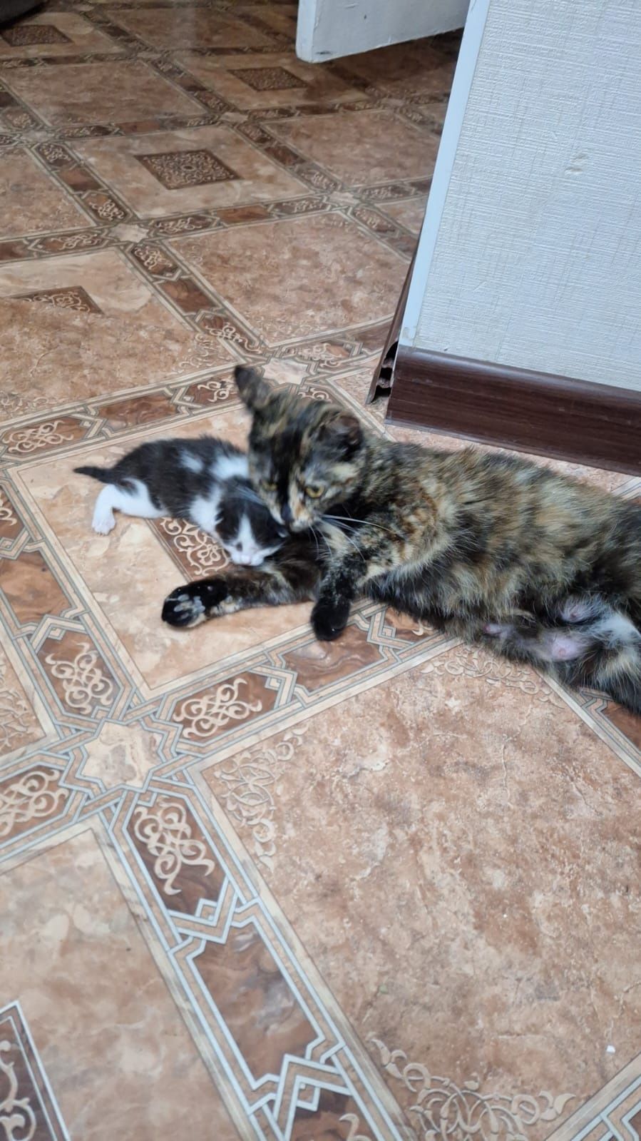 Кошка и котята на добрые руки (можно забрать каждого отдельно)