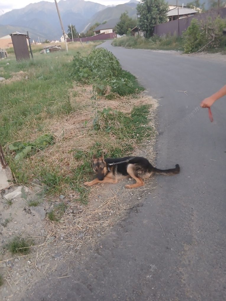 Неміс овчаркасы сатам