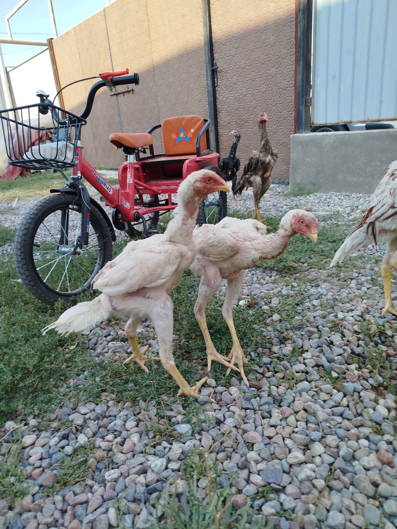 Продам дакан жужик