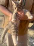 Котенок мальчик 1 штуки