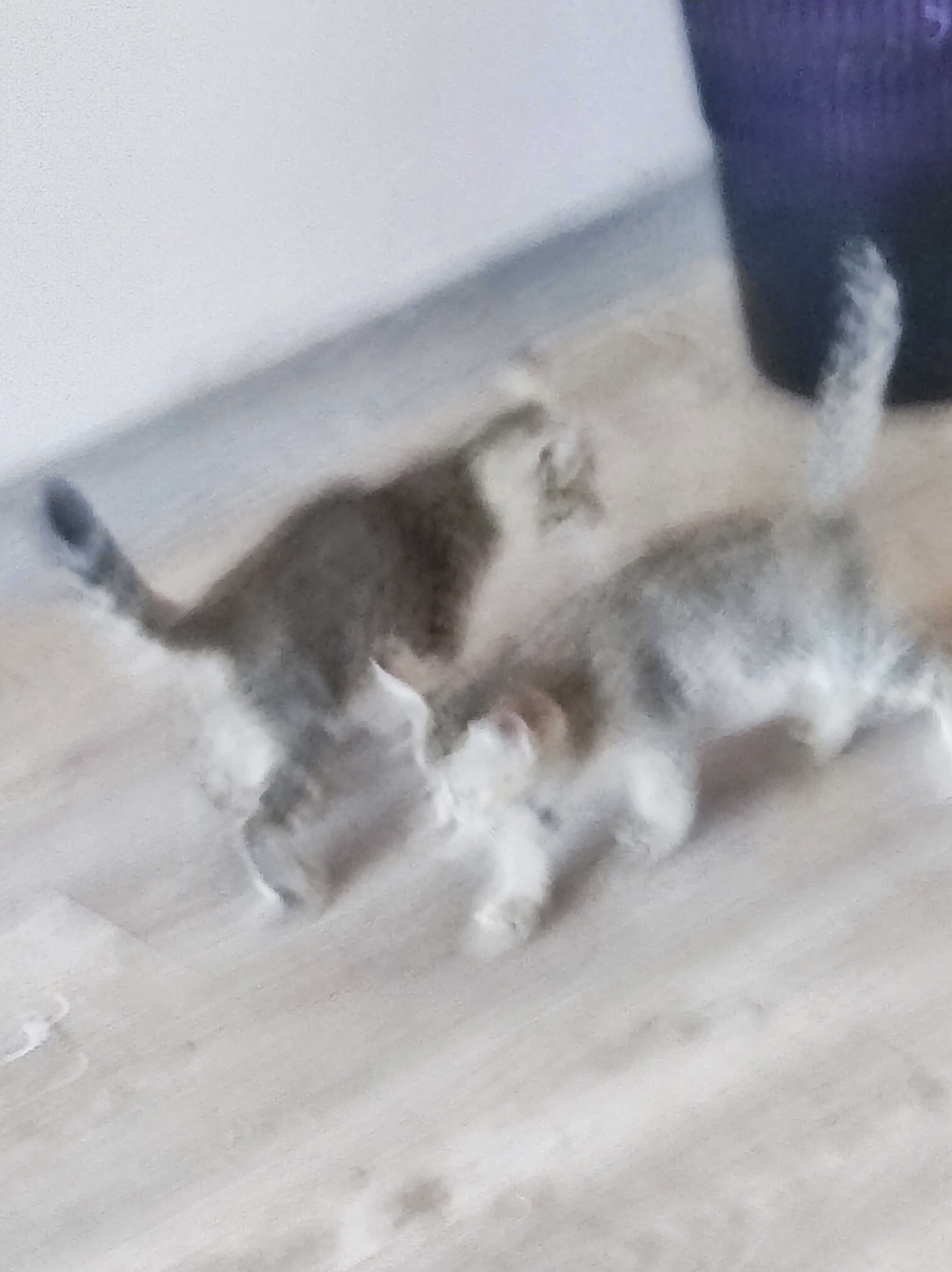 Отдам бесплатно в добрые руки милых Котят