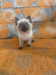 Симаская кошка девочка