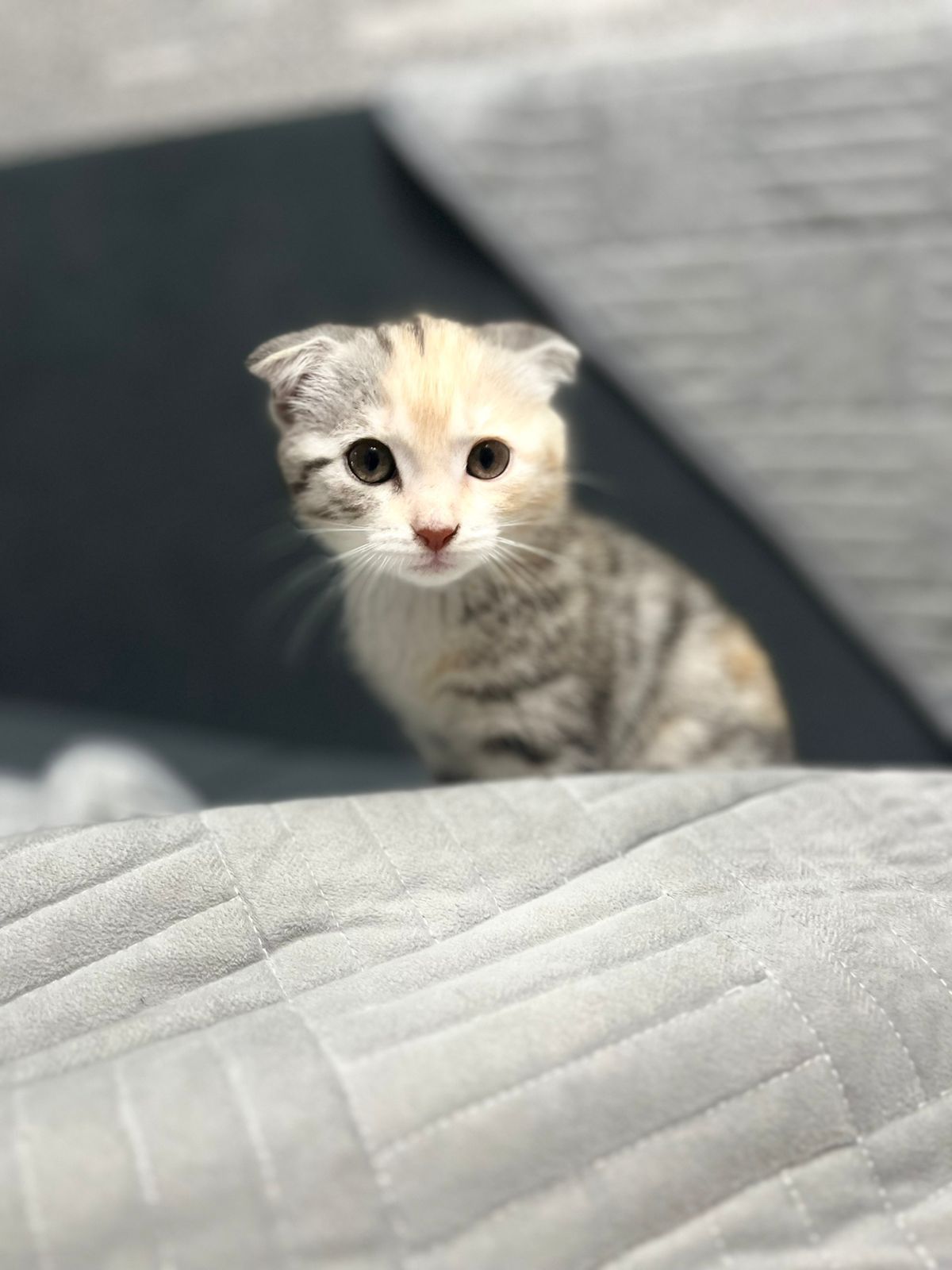 Отдам котёнка в хорошие руки
