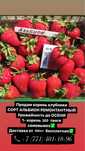 Продам саженцы Клубники Альбион