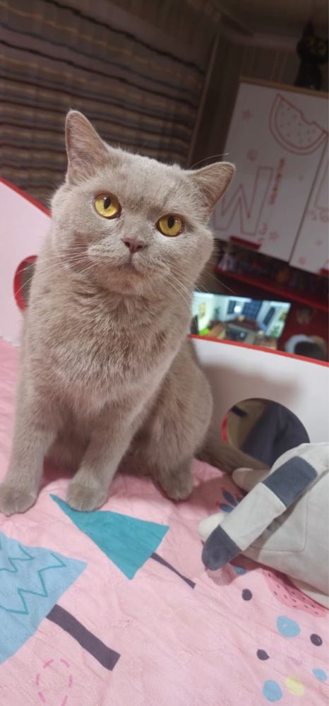 Отдам кошечку в хорошие руки