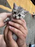 Котенок девочка шотландская прямоухая