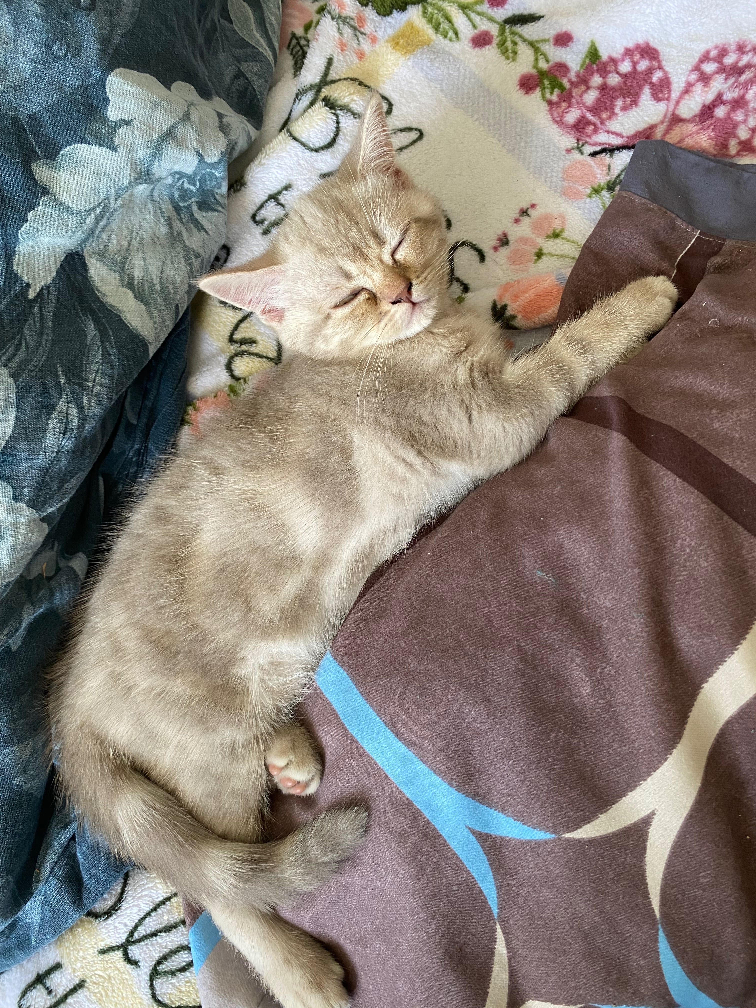 Котята шотландцы
