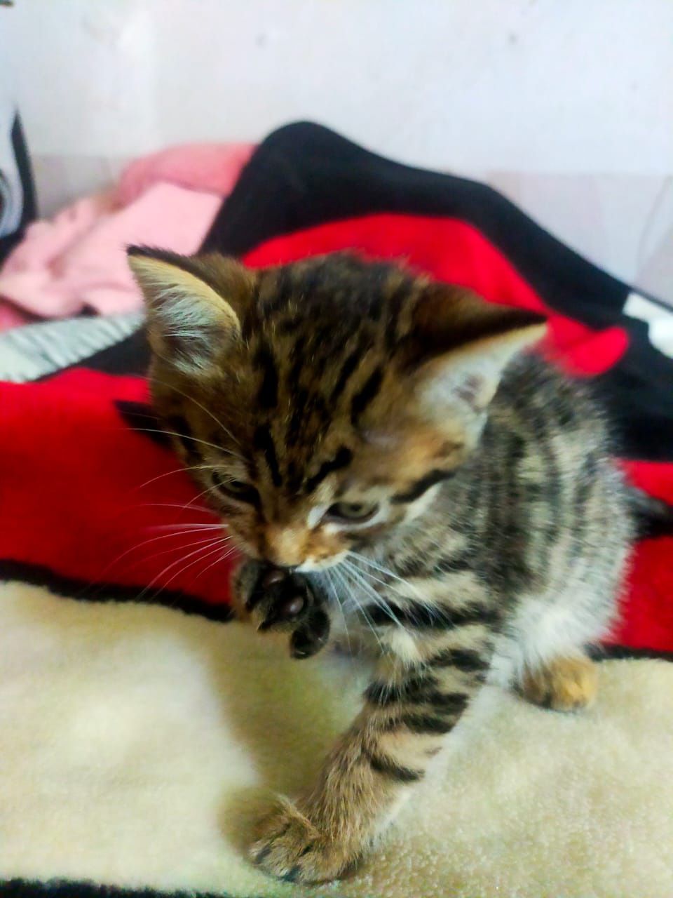 Отдам котят в хорошие руки, строго отвественным людям!!