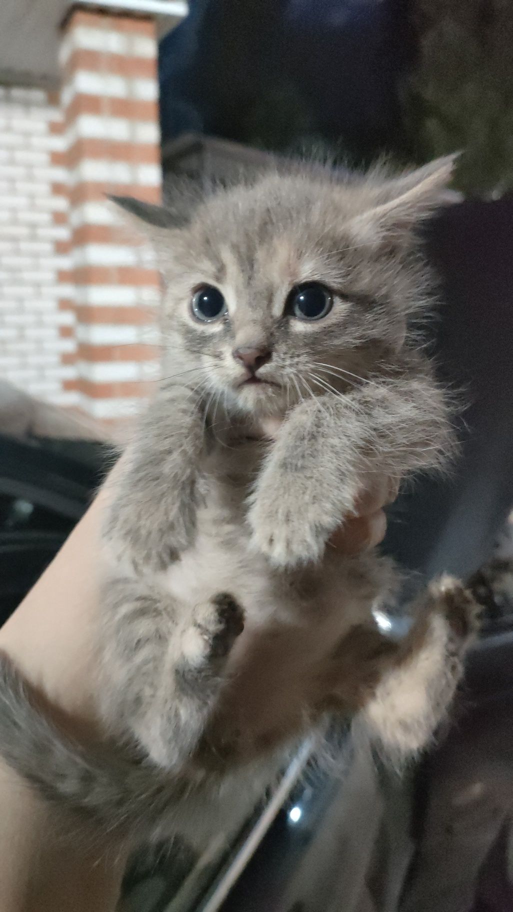 Котята в хорошие руки. Бесплатно