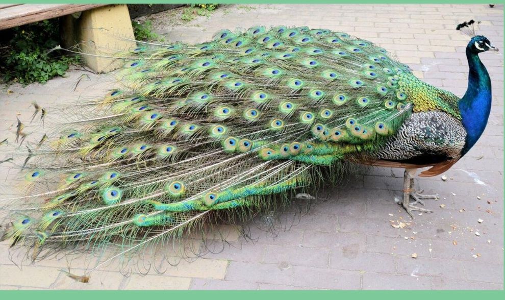 Павлины Индийские