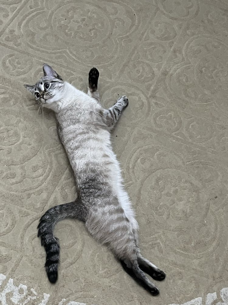 Кошка окраска Табби