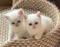 Котенок британец серебристая шиншила