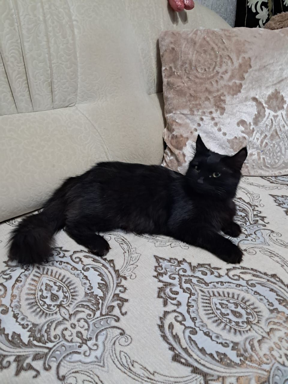 Отдам кошку в добрые руки!