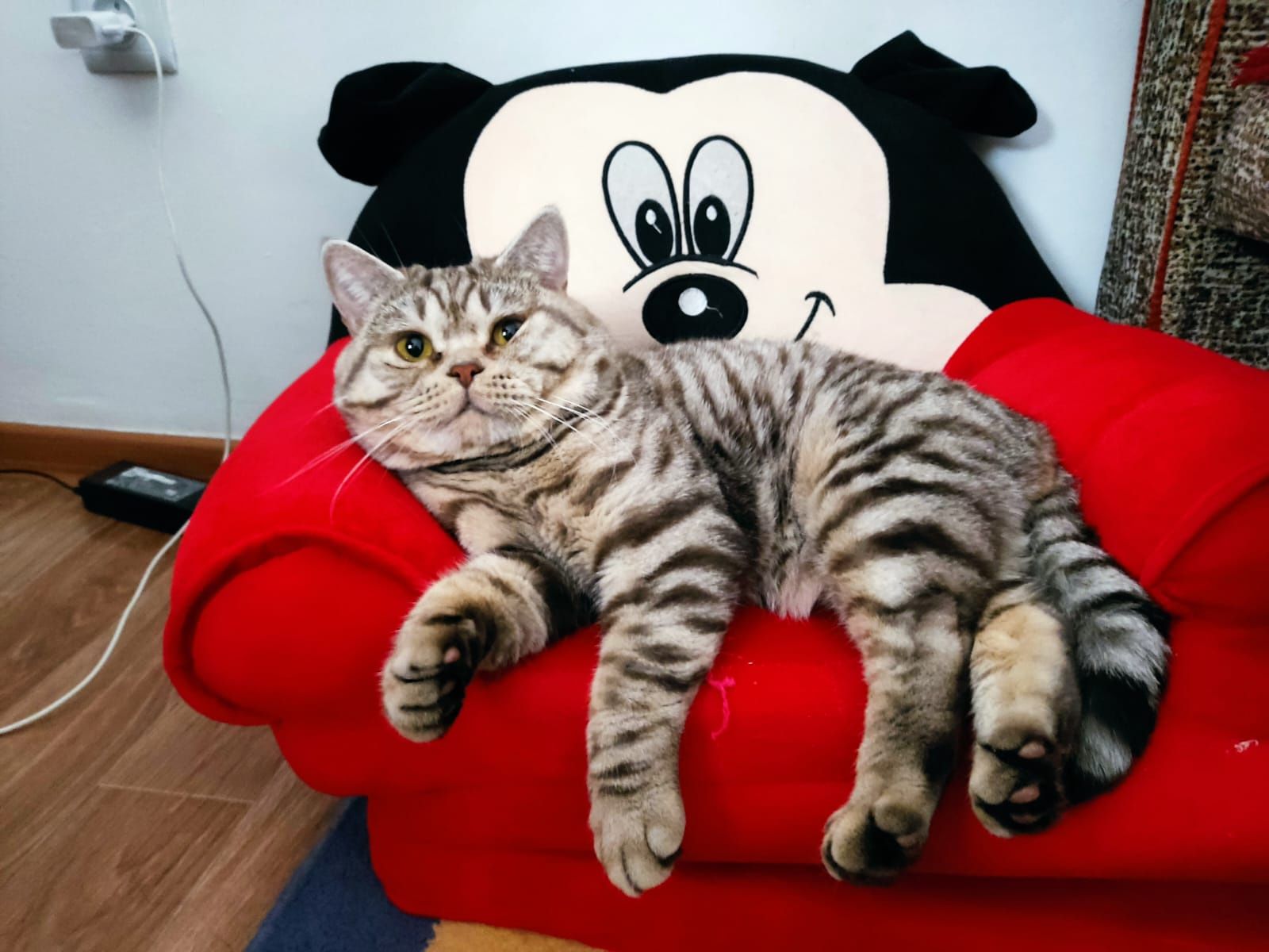 Кот Британец на вязку.