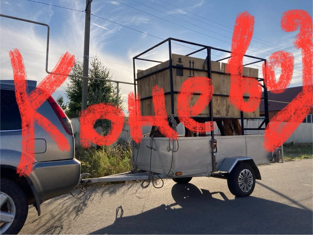 Продам дошадь кобылка