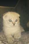 Продам котёнка, 1,5 месяца. Котик, вислоухий, голубоглазый