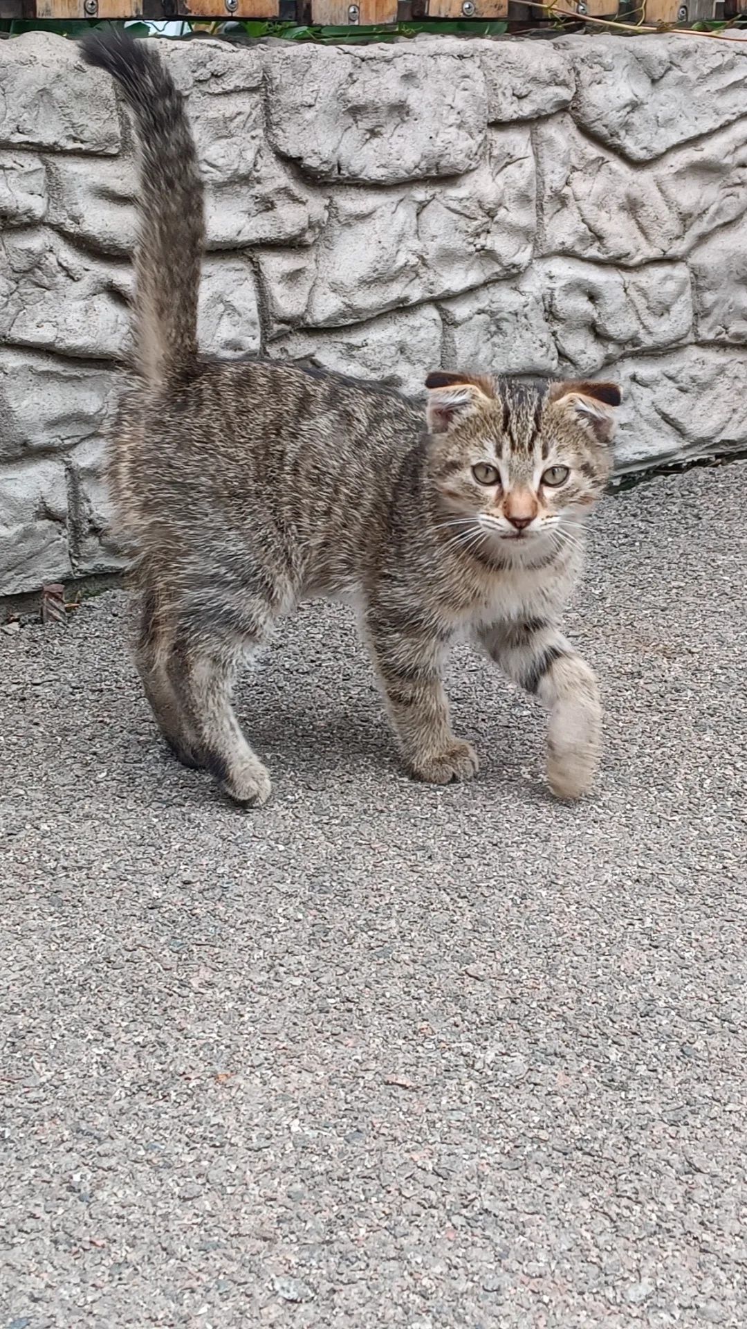 Отдам бесплатно вислоухих котят