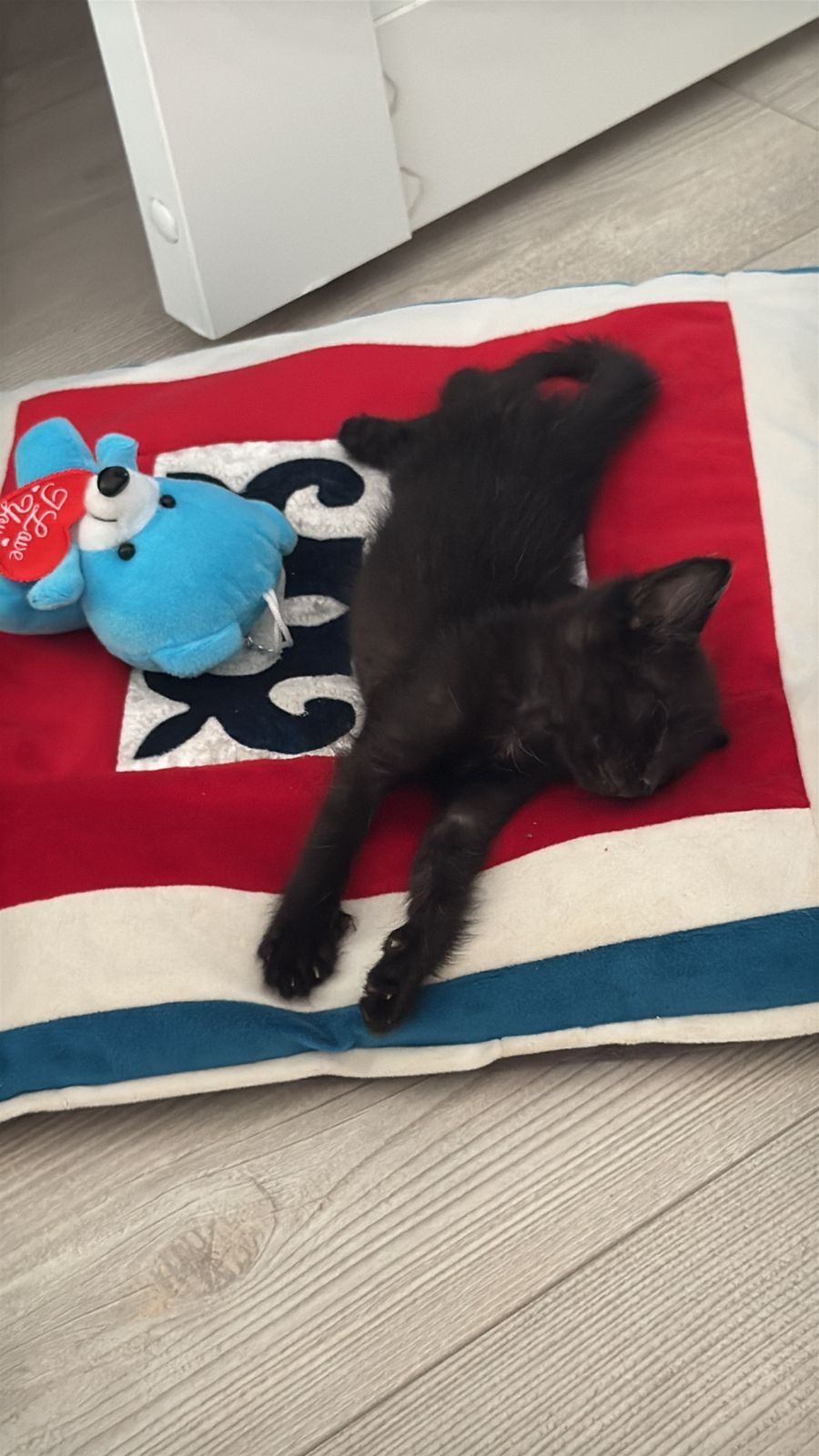 Отдам котенка бесплатно