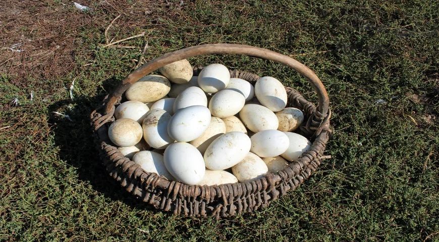 Жұмыртқа/Яйцо-гусиные,куриные/тауық жұмыртқасы,қаз жұмыртқасы/