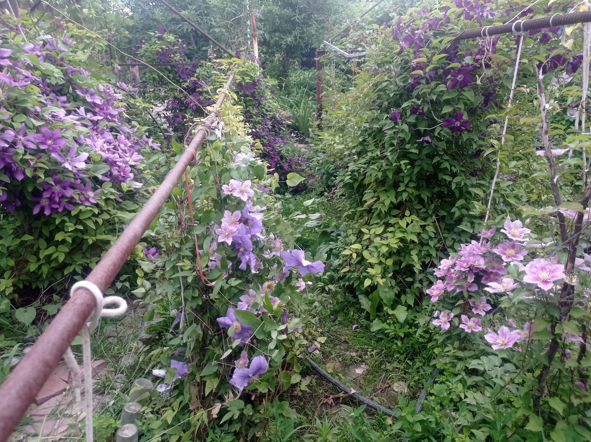 Клематисы разных сортоа