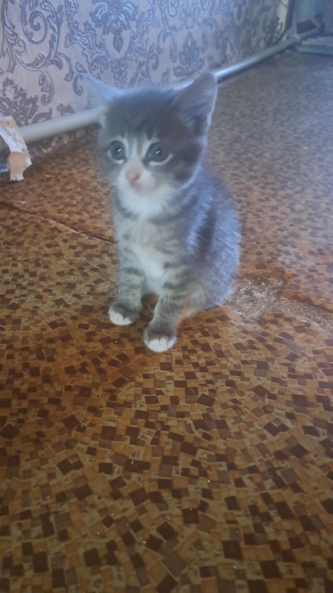Отдам котят  бесплатно