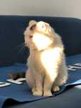 Отдам кота бесплатно