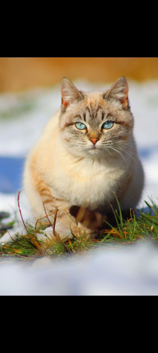 Продаётся Новый фотоаппарат марки Canon 800D 24.2 мп