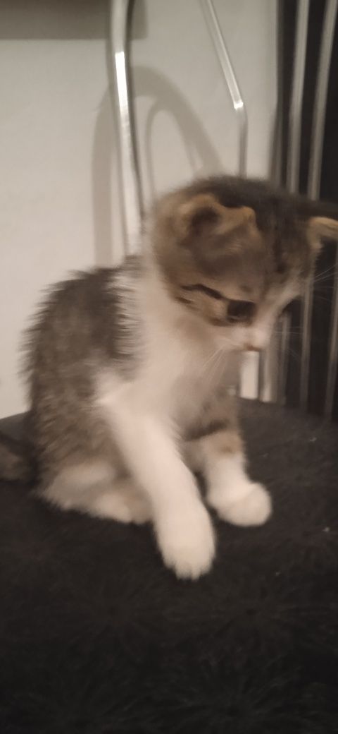 Отдам Котенка,веслоухого