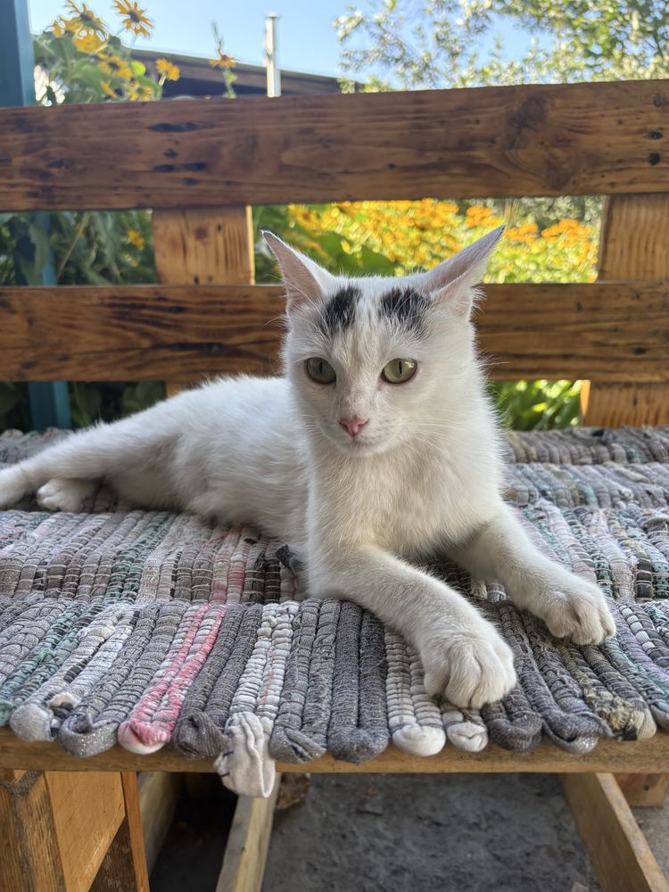 Отдам кошку с котятами