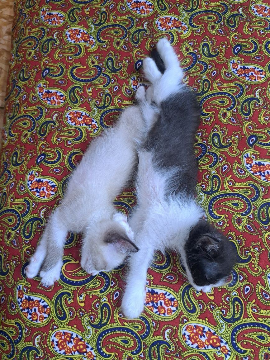 Отдам котят в добрые ,любящие руки.