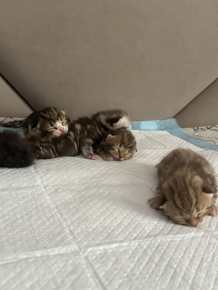 Шотландские котяты