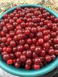 Продам вишню спелую крупную