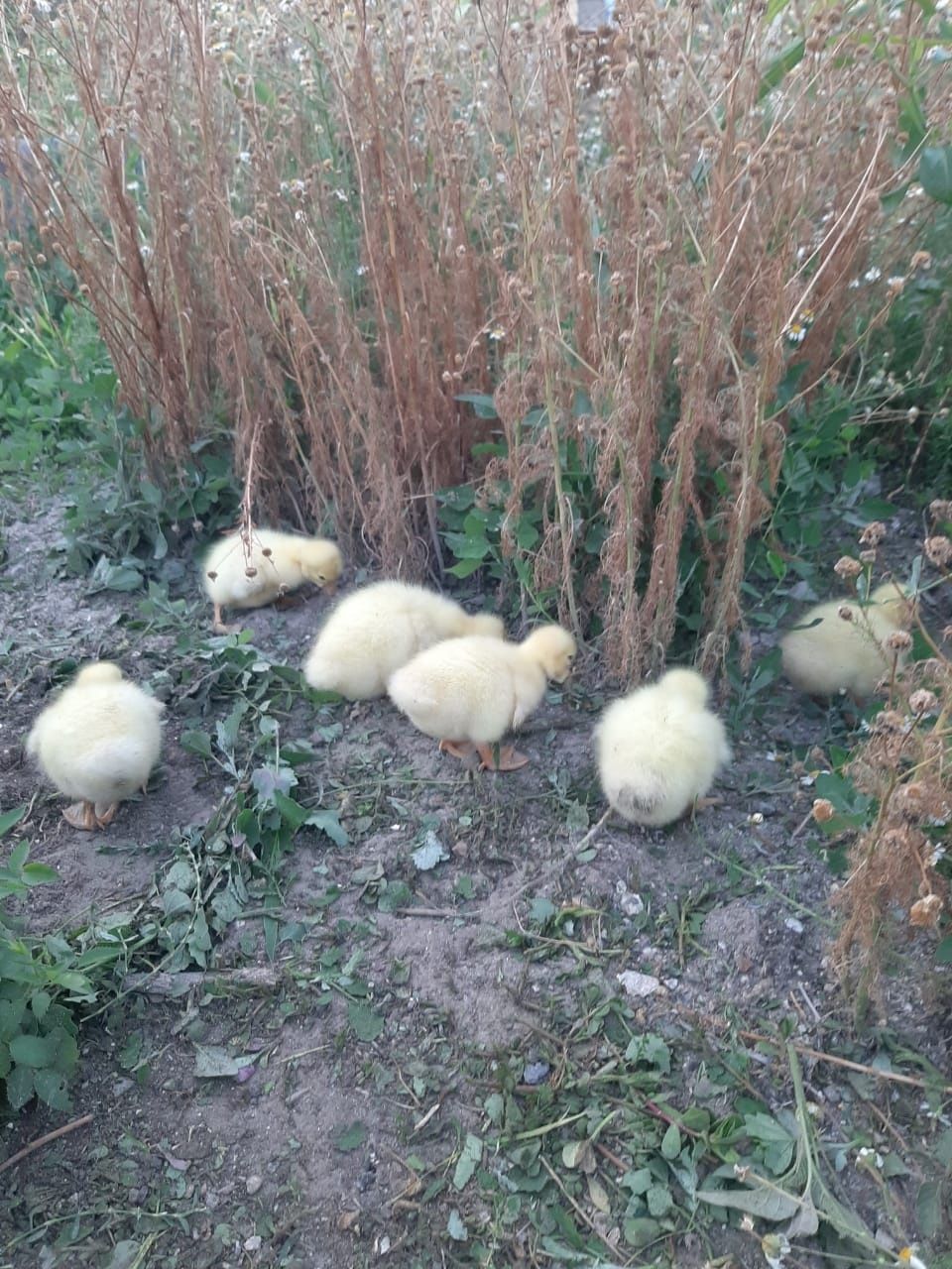 Продам гусят домашний