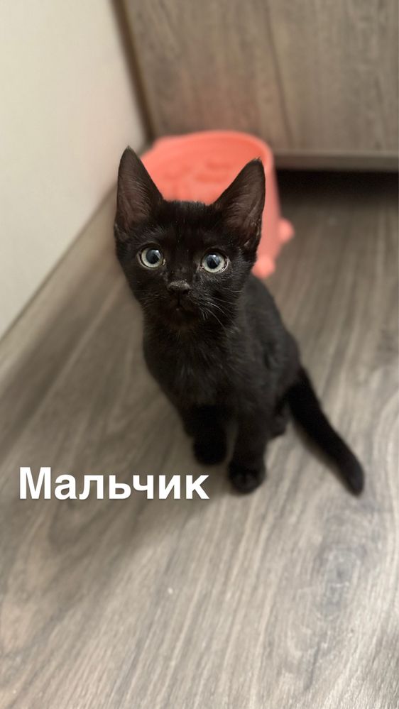 Котята в добрые руки